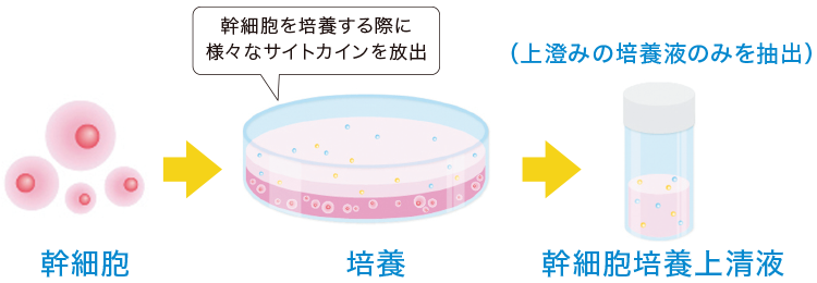 幹細胞セクレトームエキスの抽出方法