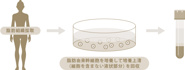 幹細胞セクレトームエキスとは？
