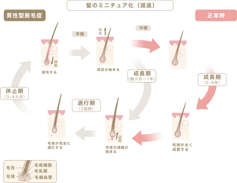 健康なヘアサイクル 乱れたヘアサイクル
