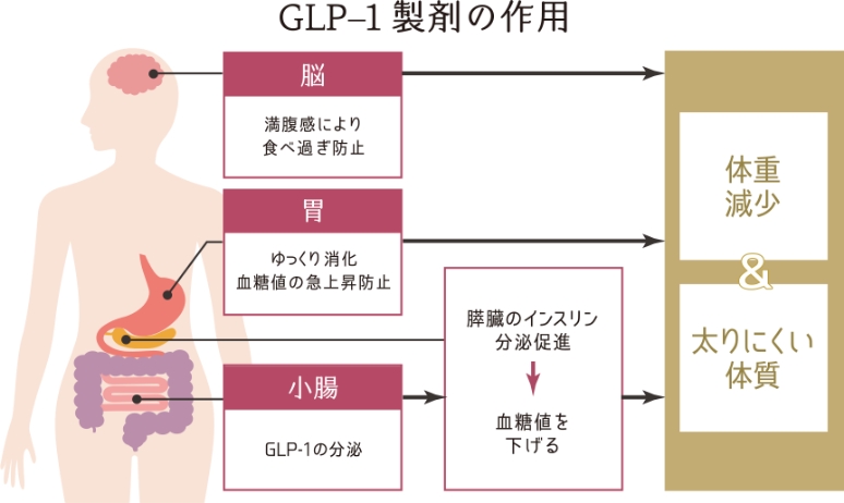 痩せるホルモンGLP-1