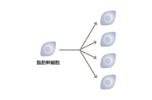 脂肪幹細胞①