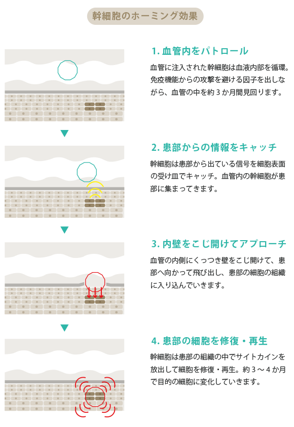 幹細胞のホーミング効果
