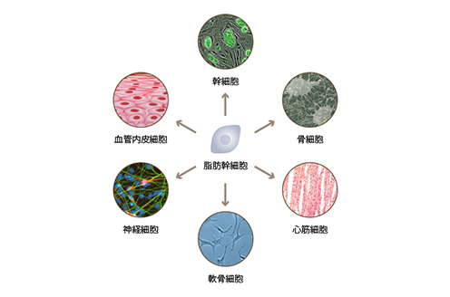 脂肪幹細胞②