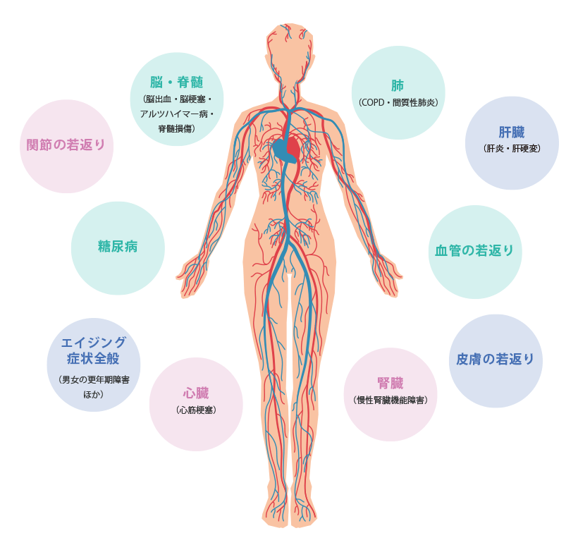 更年期障害（老化）の幹細胞治療の適応