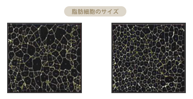 細胞のサイズ